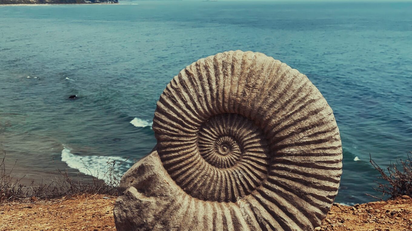 spiral shape of a fossil ammonite shell on brown sand near body of water